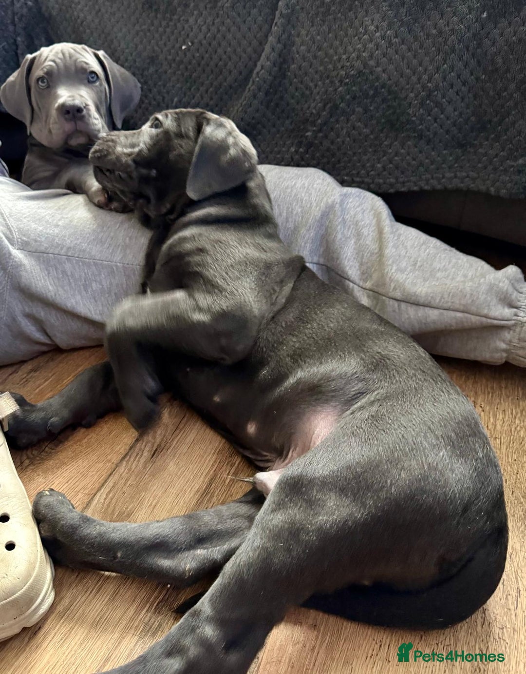 Mixed Breed dogs for sale: Last two mastiff pups available  - Advert 7