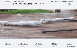 Bichon Frise dogs for sale: Bichon  - Image 8