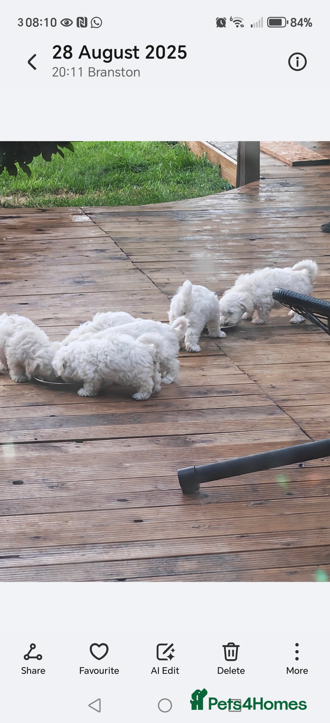 Bichon Frise dogs for sale: Bichon  - Image 8