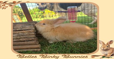 Angora rabbits - Advert 11