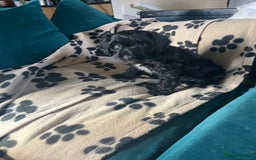 Cockapoo dogs for sale: Adorable Cockapoo Puppies  - Image 12