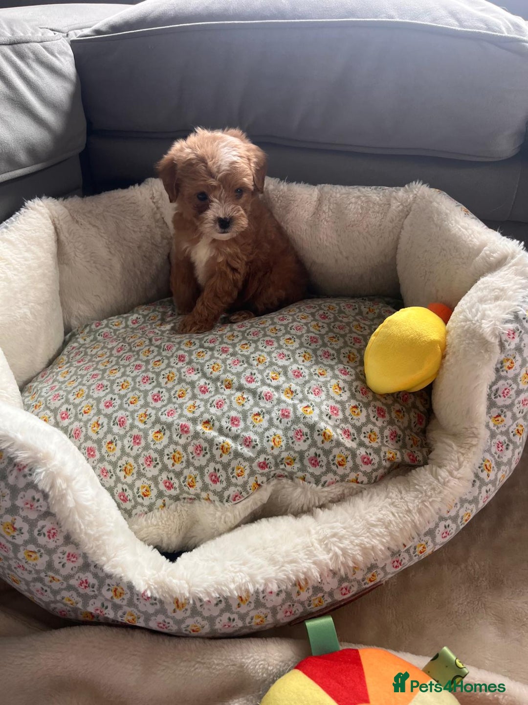 Maltipoo dogs for sale: 💫Tiny Red Boys Available Now💫 - Image 21