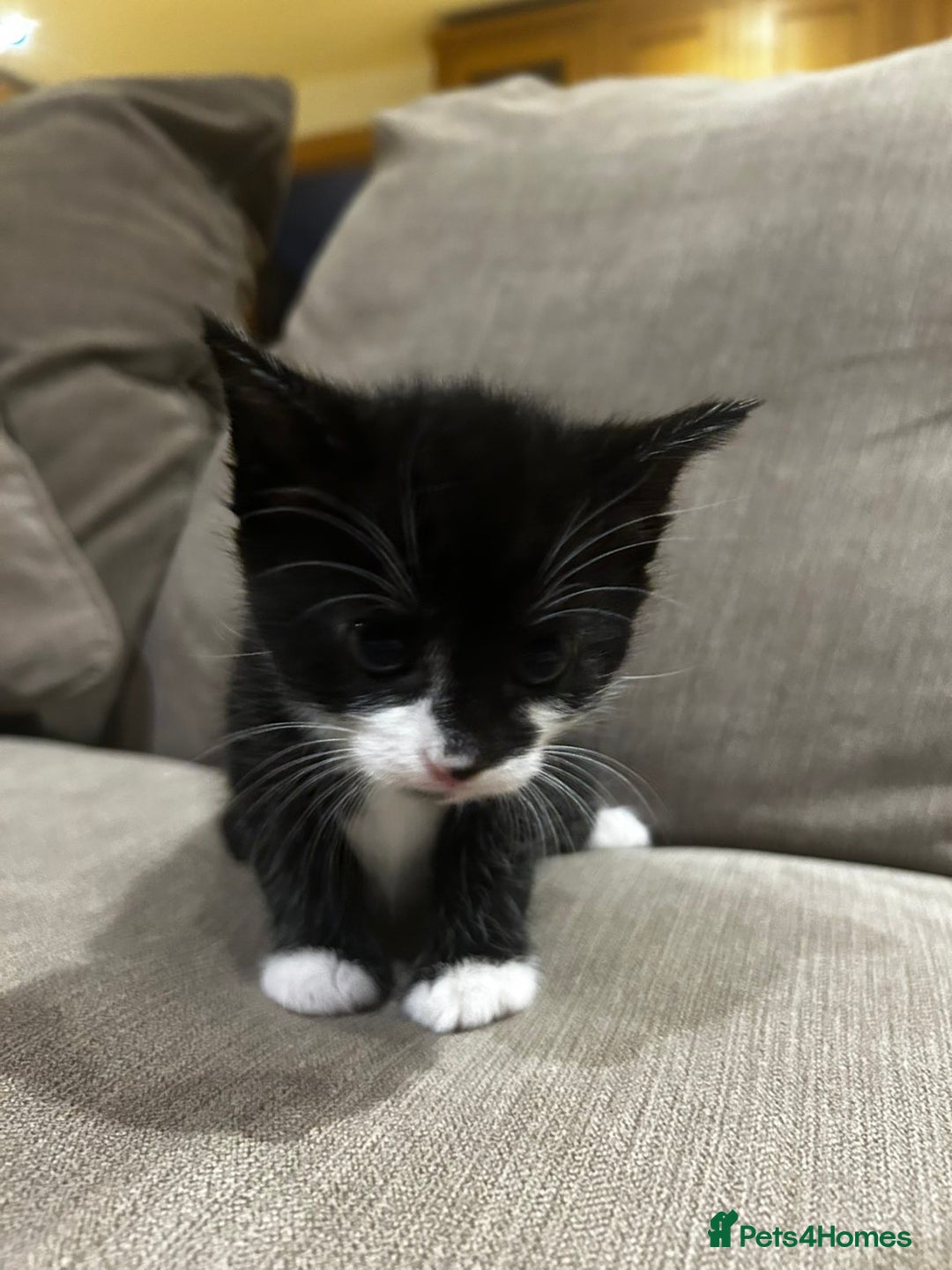 Mixed Breed cats for sale: Kittens looking for forever homes - Advert 4