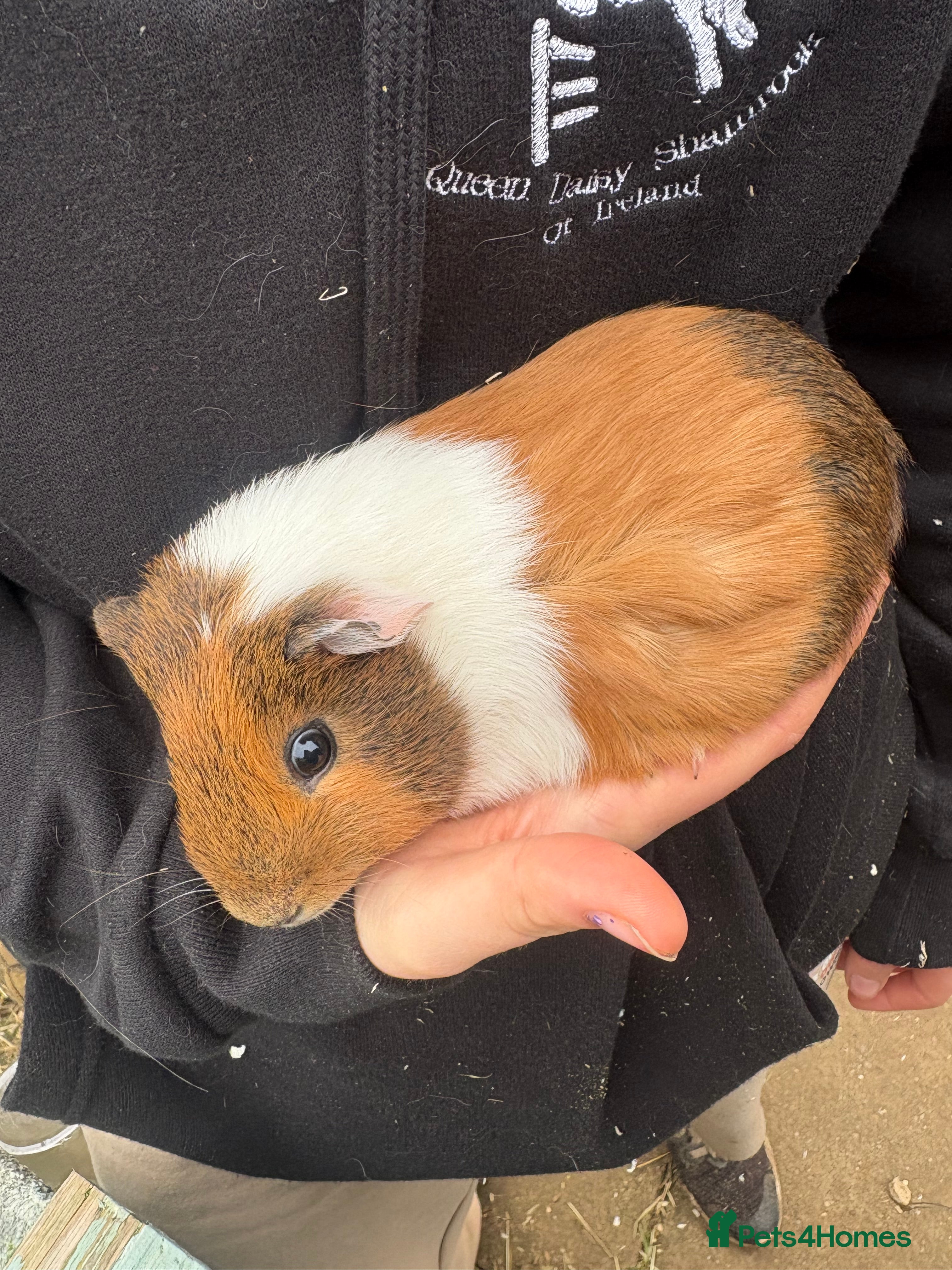 Guinea Pig rodents Male guinea pigs - Advert 15