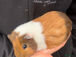 Guinea Pig rodents Male guinea pigs - Advert 15