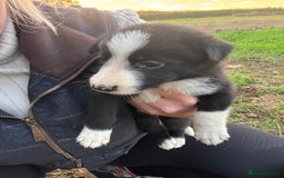 Border Collie dogs for sale: Boarder Collie Pups - Image 1