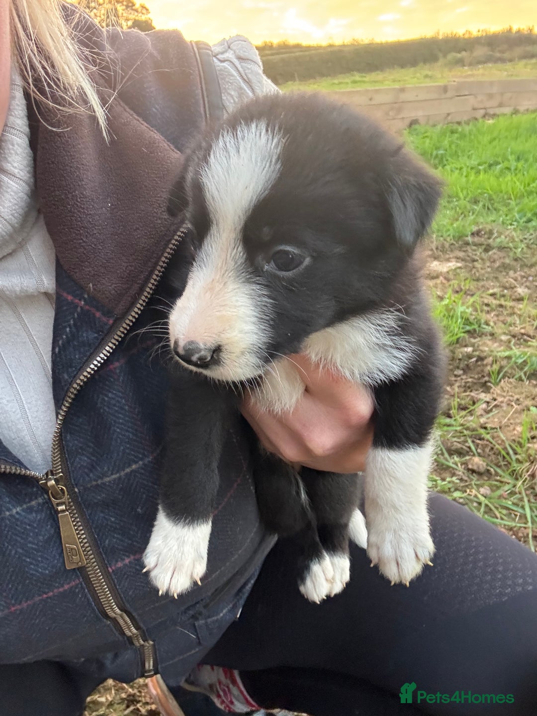 Border Collie dogs for sale: Boarder Collie Pups - Image 1