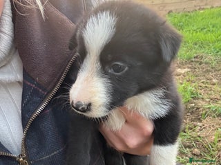 Border Collie dogs - Advert 2