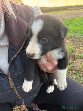 Border Collie dogs - Advert 14