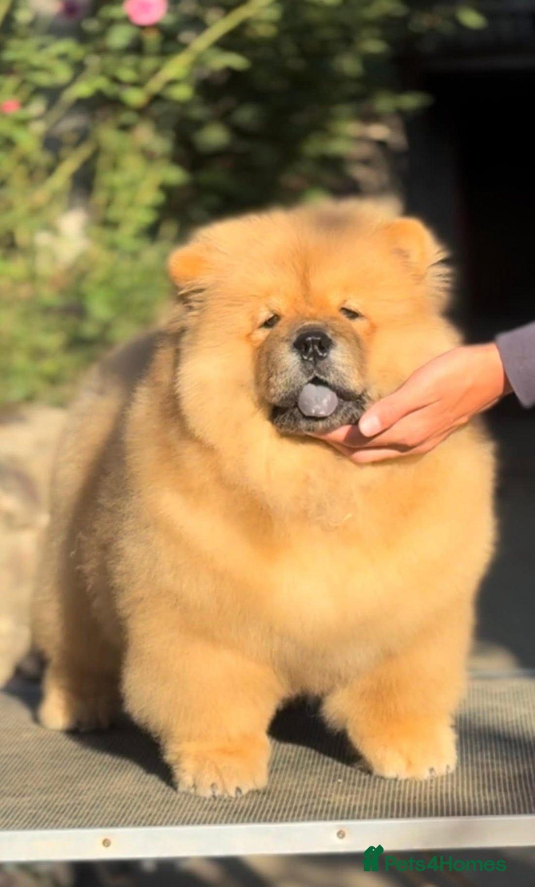 Chow Chow dogs for sale: Kc Registered Chow Chow Pup - Advert 1