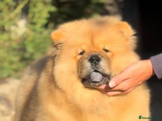 Chow Chow dogs Kc Registered Chow Chow Pup - Advert 1