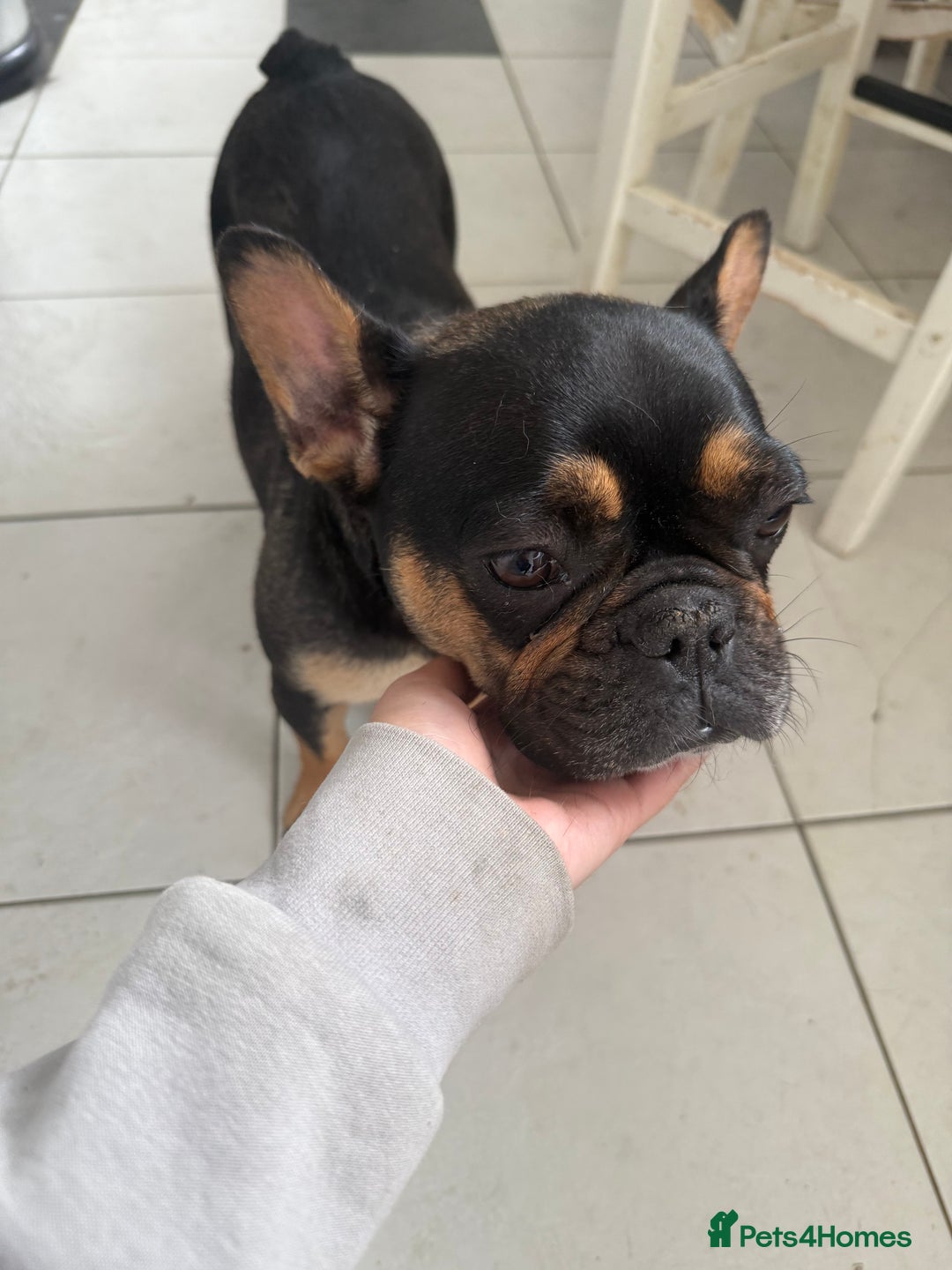 French Bulldog dogs for sale: Black and Tan frenchie  - Image 4