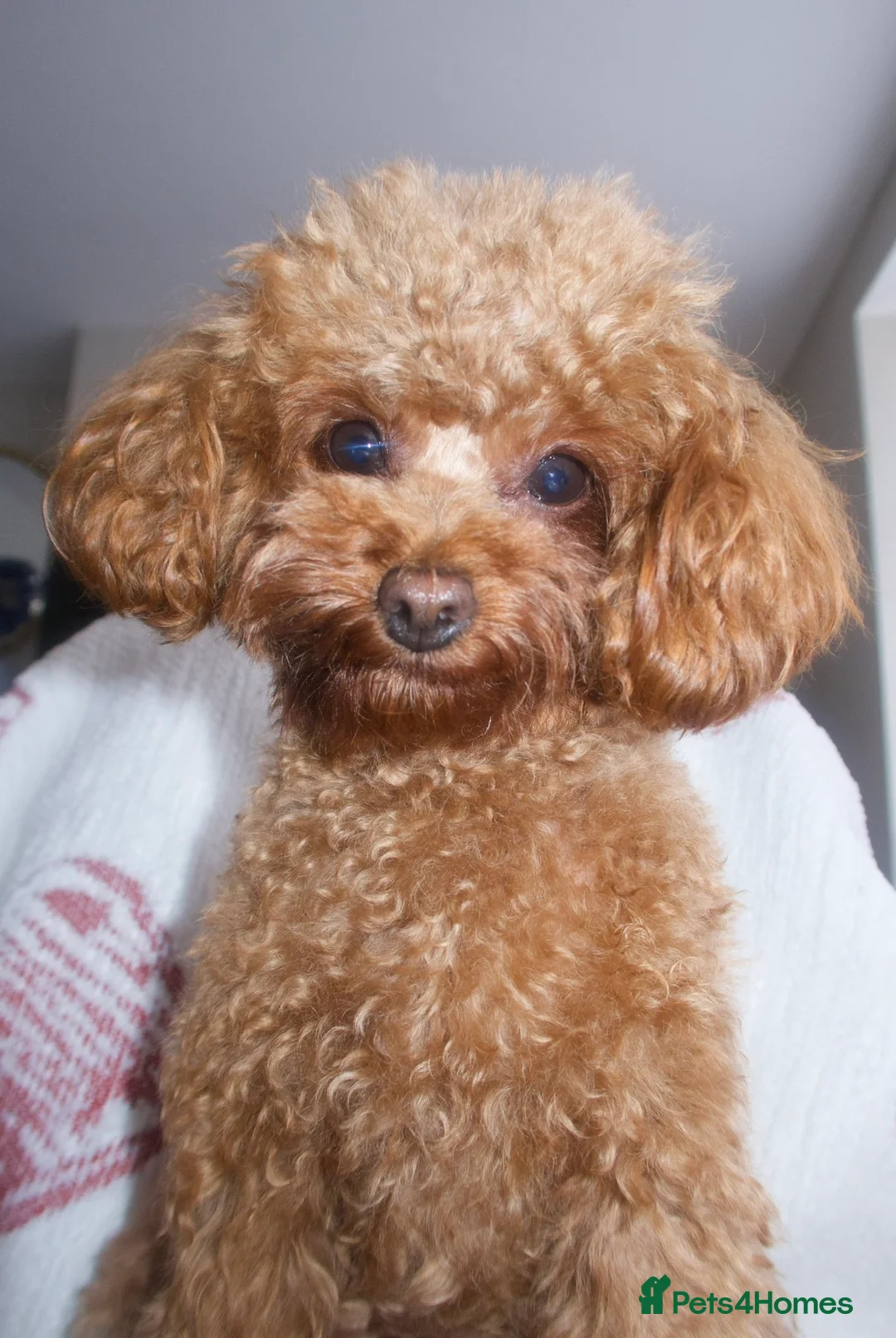 Toy Poodle dogs for sale: 🐾 Adorable Tiny Boy – Ready for His Forever Home - Advert 2