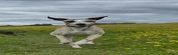 Whippet dogs for stud: Star faced Brindle available for Stud  - Advert 4