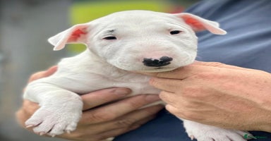 English Bull Terrier dogs - Advert 2