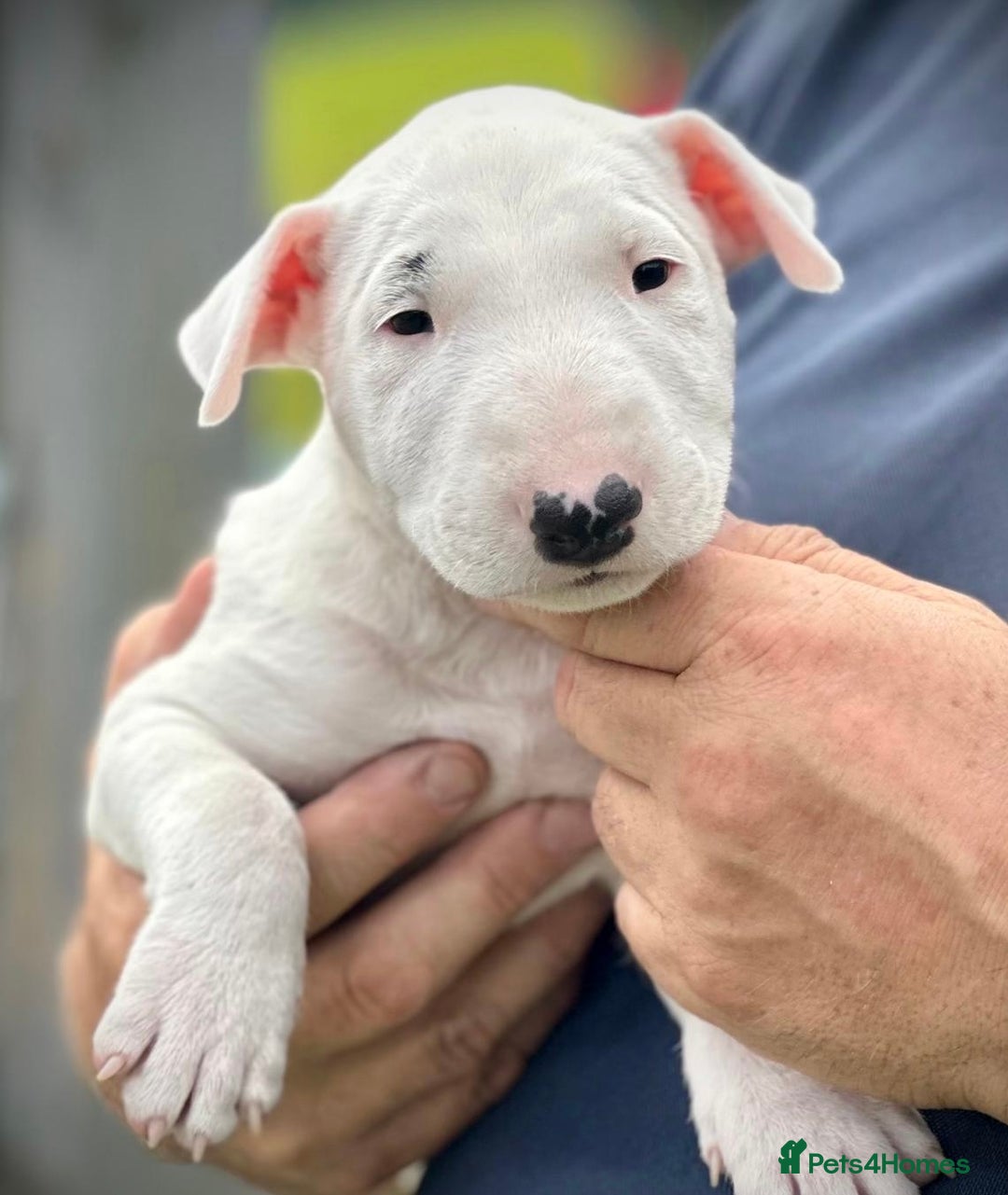 English Bull Terrier dogs for sale: English Bull Terrier Pup - Image 4