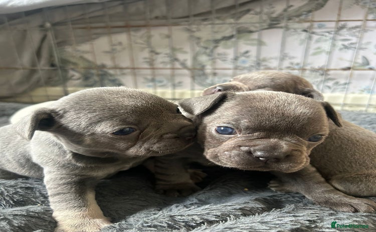 French Bulldog dogs - Advert 15