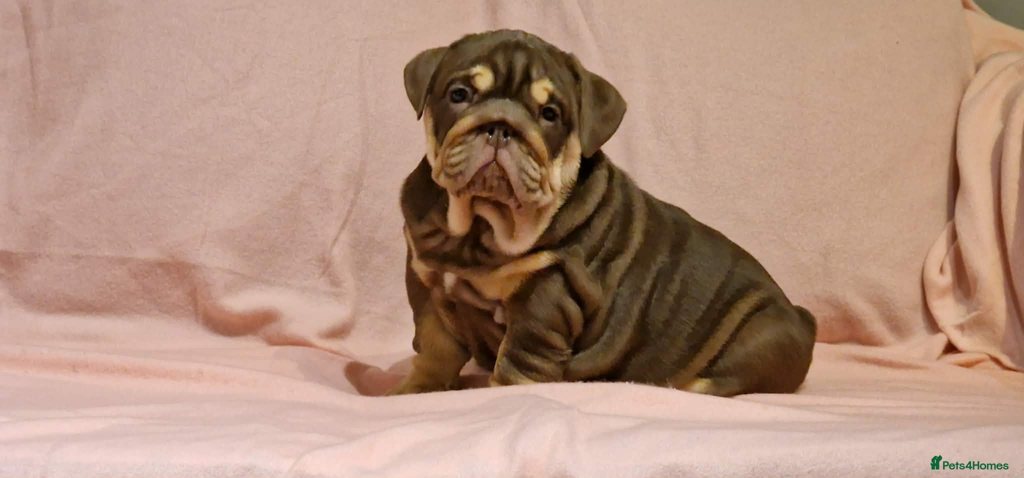 English Bulldog dogs Quality puppies available  - Advert 6