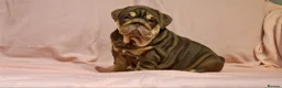 English Bulldog dogs for sale: Quality puppies available  in Bradford - Advert 8
