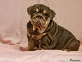 English Bulldog dogs Quality puppies available - Advert 6