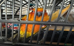 Conures birds for sale: Meeka is around 5 month old  - Image 2