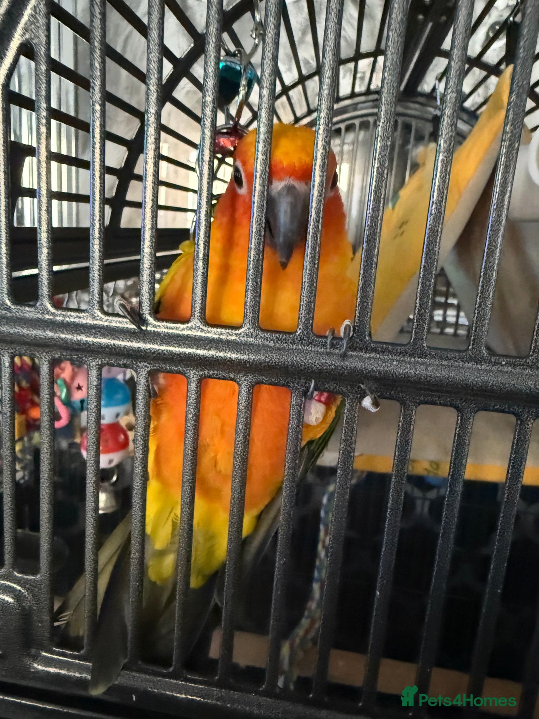 Conures birds for sale: Meeka is around 5 month old  - Image 2