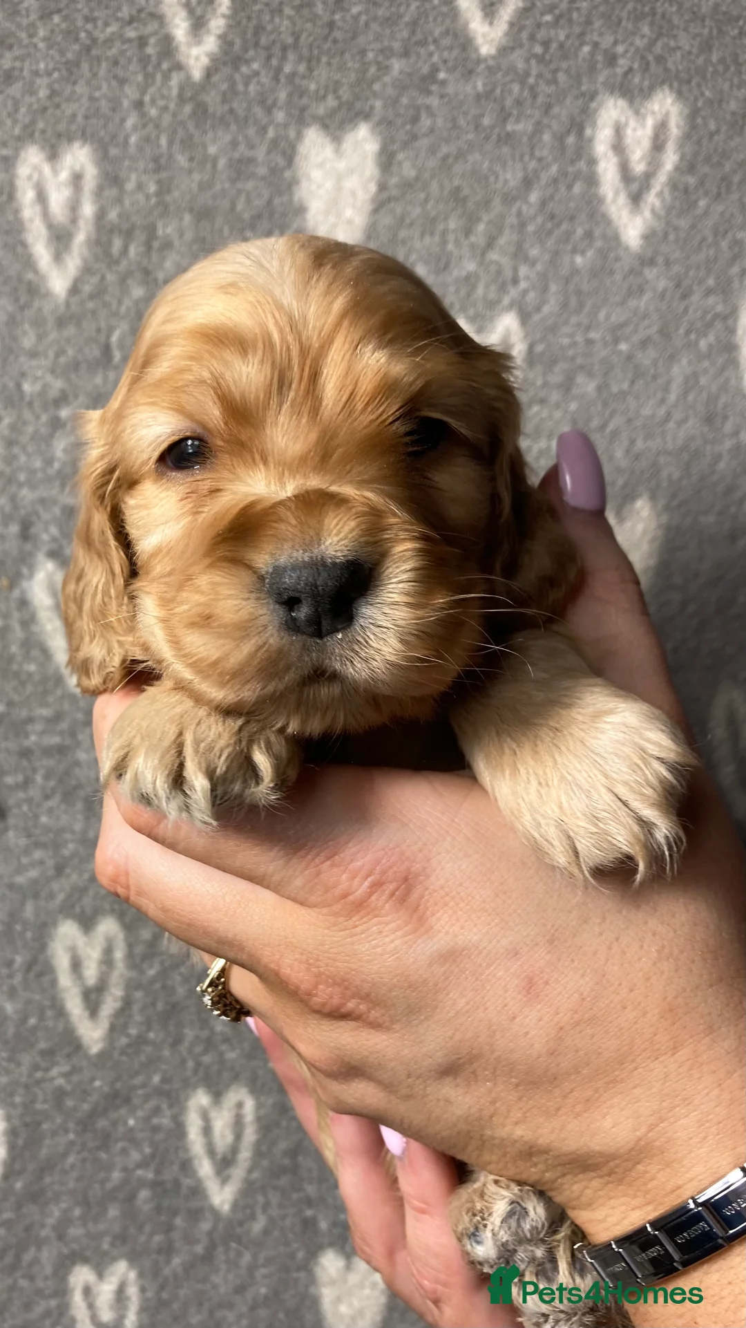 Cocker Spaniel dogs for sale: Show type cocker spaniels  - Advert 19