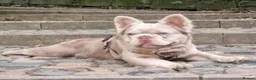 French Bulldog dogs for sale: Blue/Tan Merle & Blue/Tan French bulldog pups - Advert 14