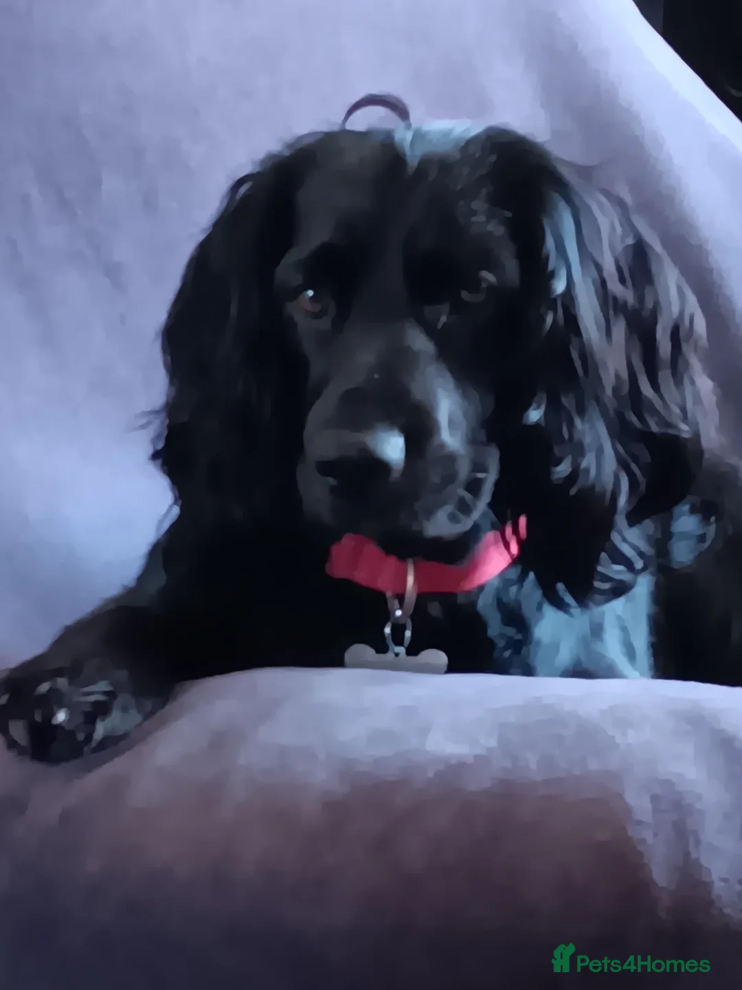 Cocker Spaniel dogs for sale: Chunky chocolate male cocker spaniel in Chipping Norton - Advert 2