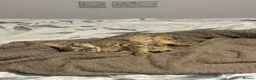 Savannah cats for sale: F6 Savannah kitten - Advert 14