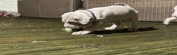 Mastiff dogs for sale: Neapolitan x Cane Corso Mix - Advert 23