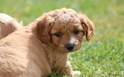 Cavapoochon dogs for sale: Beautiful Cavapoochon puppies for sale - Image 18