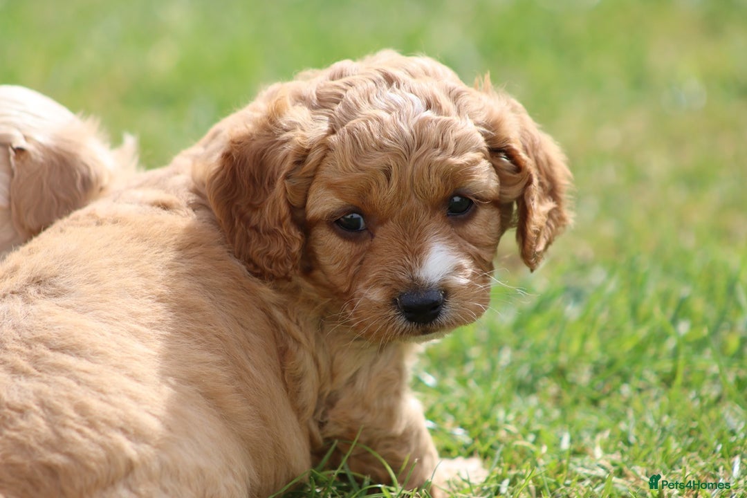 Cavapoochon dogs for sale: Beautiful Cavapoochon puppies for sale - Image 18