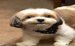 Mixed Breed dogs for sale: Murphy  - Image 3