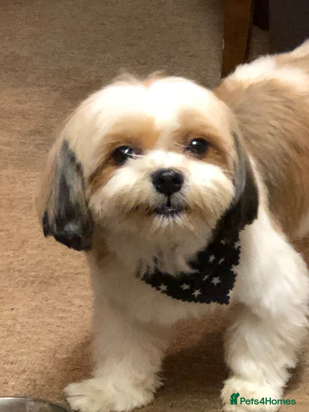 Mixed Breed dogs for sale: Murphy  - Image 3