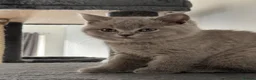 British Shorthair cats for sale: 🐾 British Shorthair Looking for Their Homes 🐾 - Advert 21