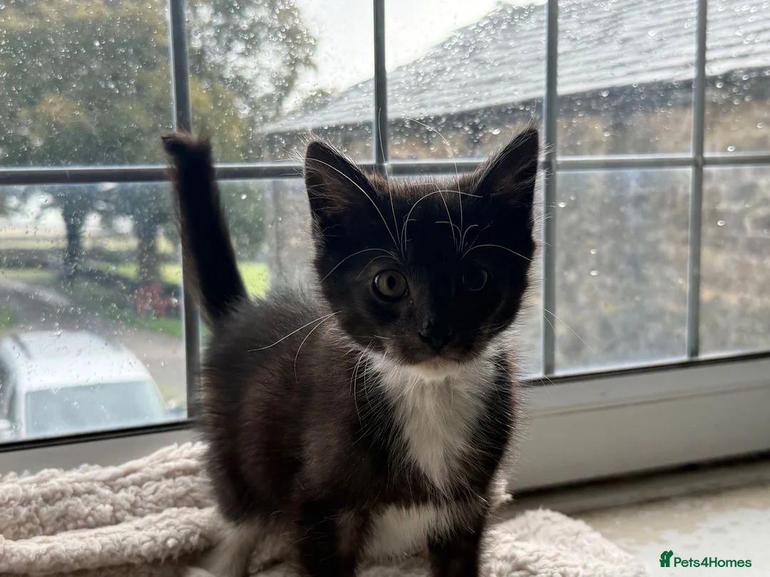 Mixed Breed cats for sale: Very very friendly black & white kitten  - Advert 7