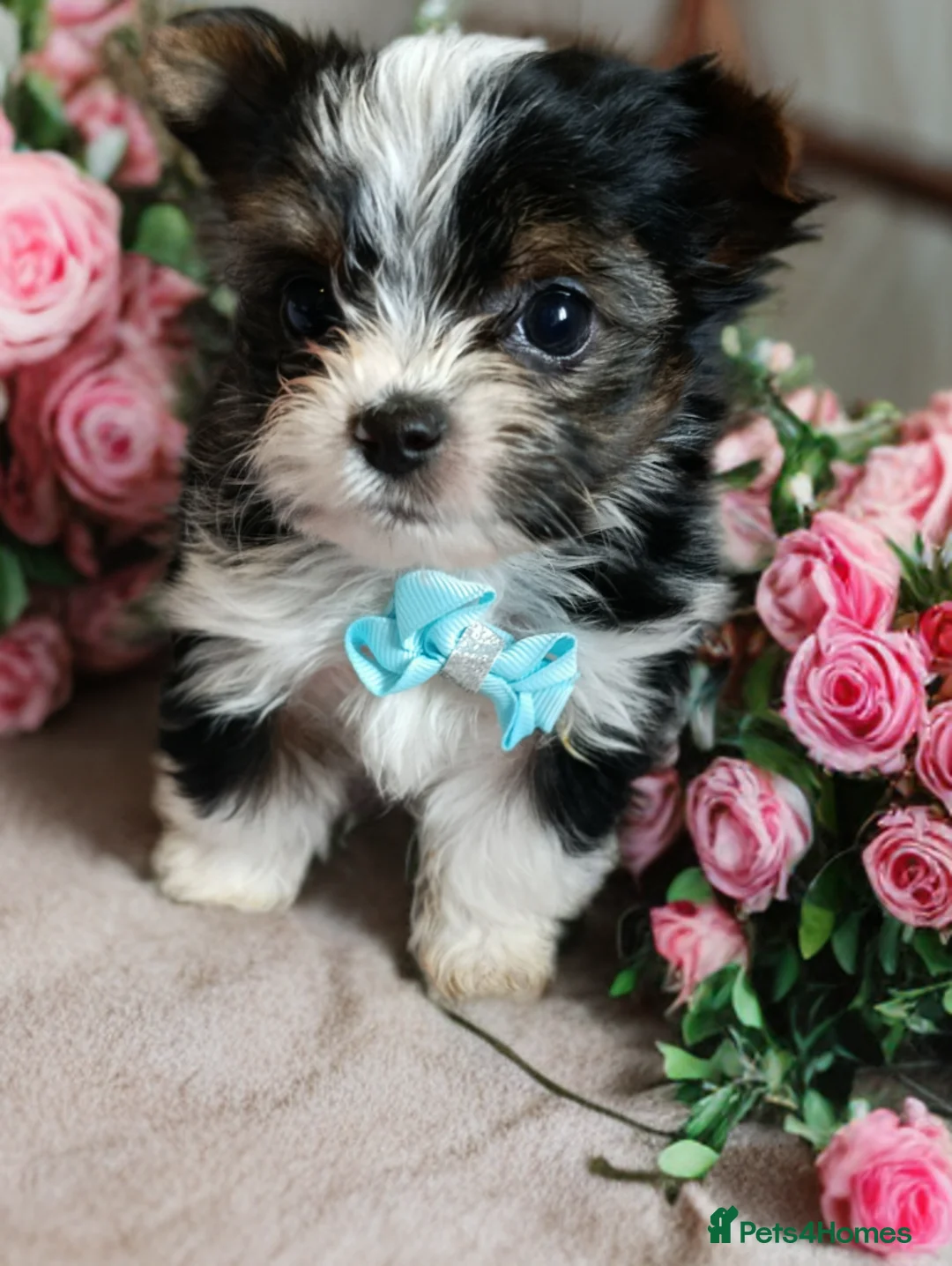 Yorkshire Terrier dogs for sale: Luxury Yorkshire terrier Biewer 🐶🐶🐶 - Advert 2