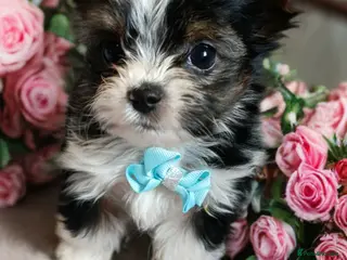 Yorkshire Terrier dogs Tricolor Yorkies Biewer 🐶🐶🐶 - Advert 7