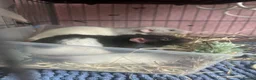 Rat rodents for sale: 4 male rats with complete set up  - Advert 2