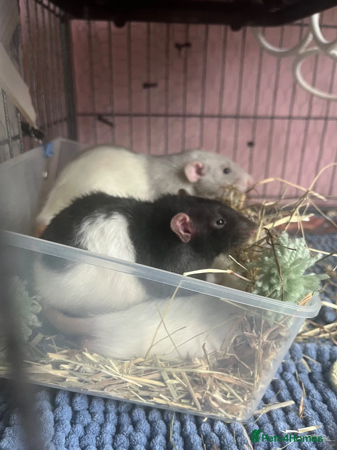 Rat rodents for sale: 4 male rats with complete set up  - Advert 2