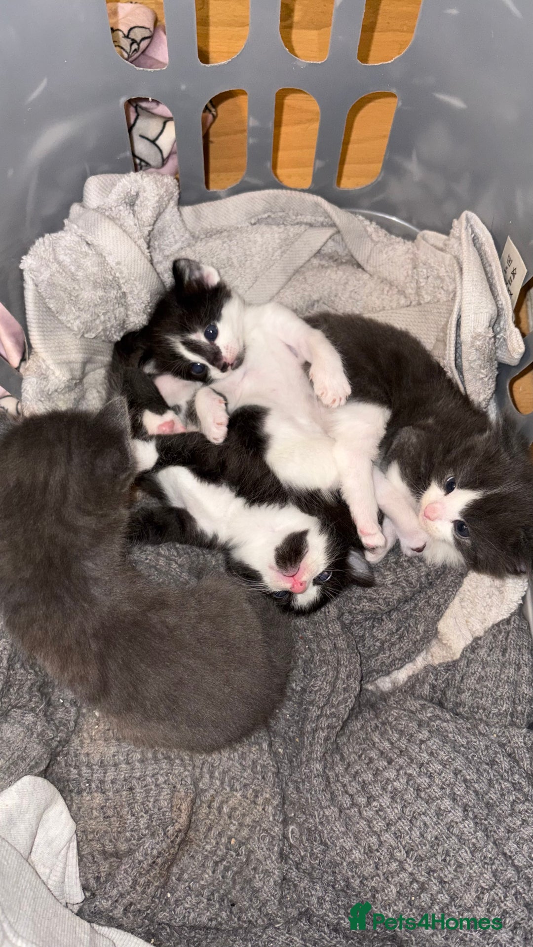 British Shorthair cats for sale: 4 kittens looking for their forever homes  - Image 1