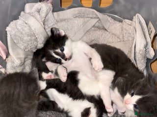 British Shorthair cats - Advert 7