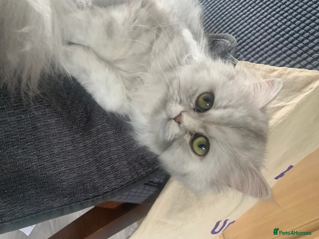 Persian cats for sale: Fluffy Persian Girl Looking for a Forever Home - Advert 2