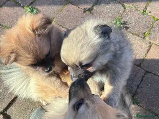 Pomeranian dogs 3 beautiful teddy Pomeranian puppies - Advert 2