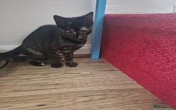 Mixed Breed cats for sale: Mixed Breed Kitten 4 - Somali female kitten for sale - Image 14