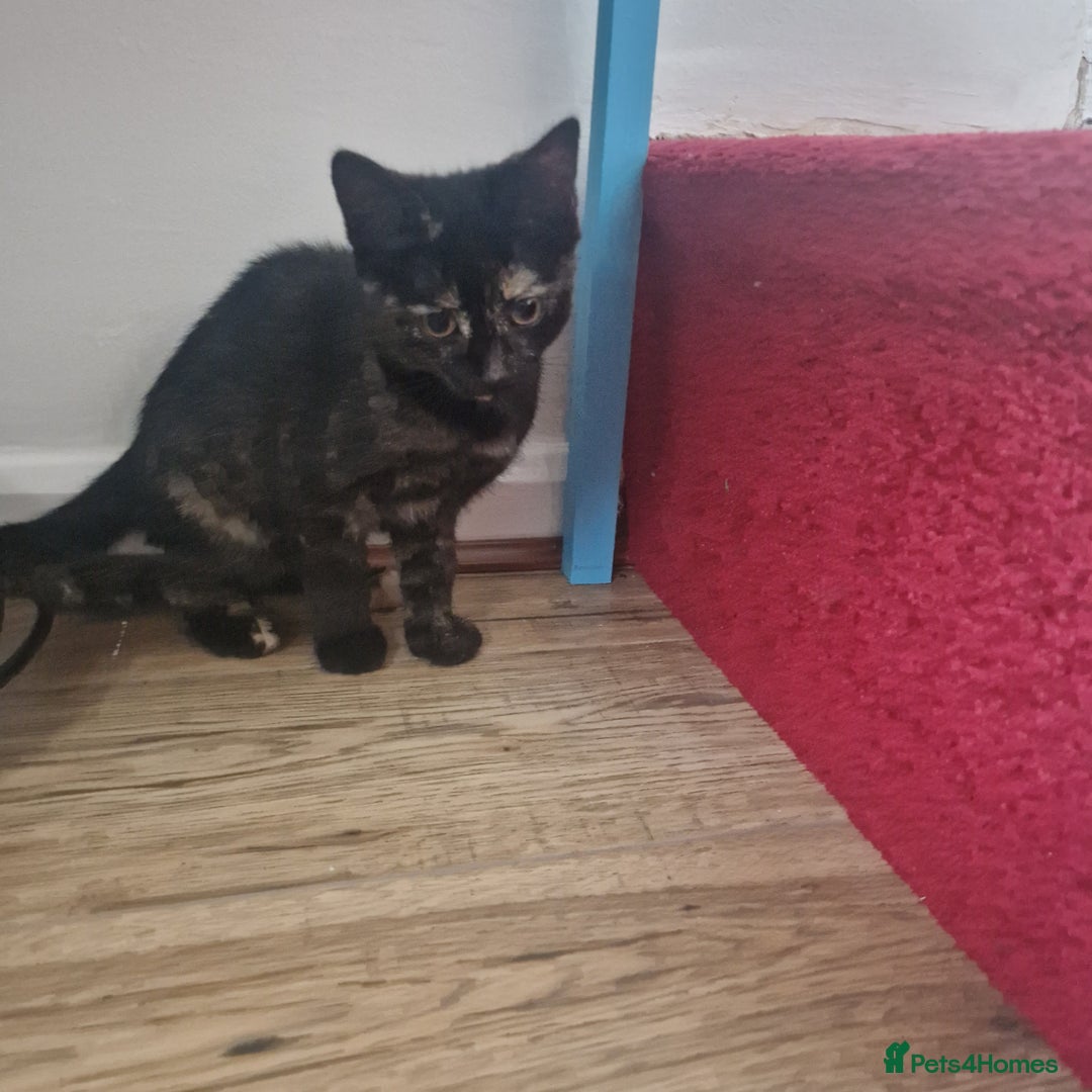 Mixed Breed cats for sale: Mixed Breed Kitten 4 - Somali female kitten for sale - Image 14