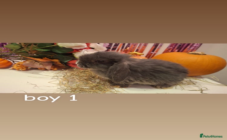 Mini Lop rabbits for sale - Advert 1