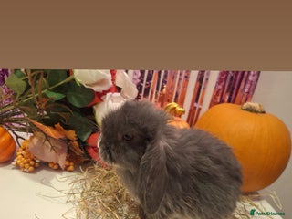 Mini Lop rabbits - Advert 11