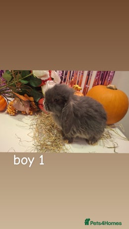 Mini Lop rabbits - Advert 2